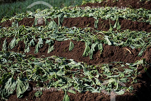  Kale plantation near to Serra dos Orgaos National Park  - Petropolis city - Rio de Janeiro state (RJ) - Brazil