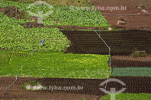  Verdure plantation  - Petropolis city - Rio de Janeiro state (RJ) - Brazil