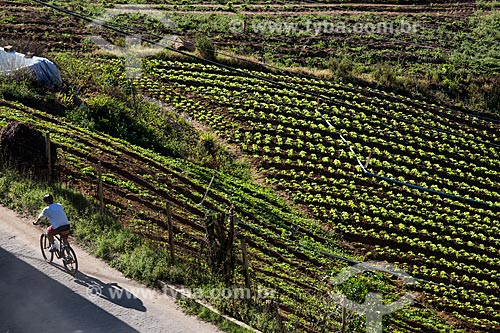  Curly lettuce plantation near to Serra dos Orgaos National Park  - Petropolis city - Rio de Janeiro state (RJ) - Brazil