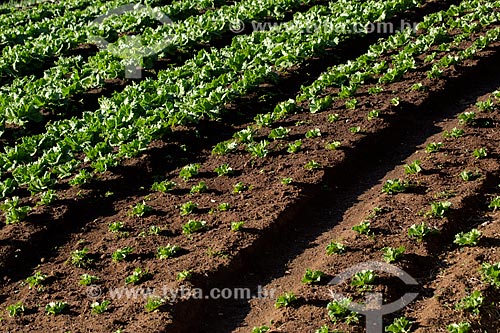  Lettuce plantation near to Serra dos Orgaos National Park  - Petropolis city - Rio de Janeiro state (RJ) - Brazil