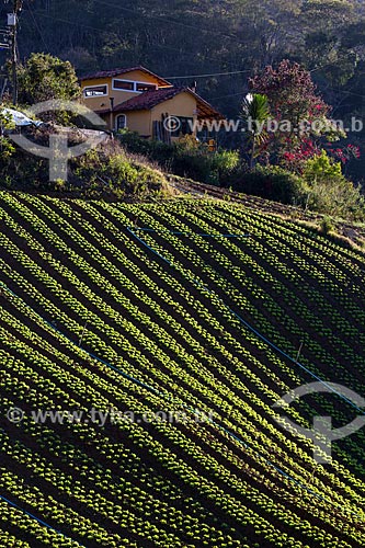  Lettuce plantation near to Serra dos Orgaos National Park  - Petropolis city - Rio de Janeiro state (RJ) - Brazil