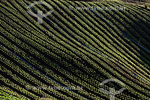  Lettuce plantation near to Serra dos Orgaos National Park  - Petropolis city - Rio de Janeiro state (RJ) - Brazil