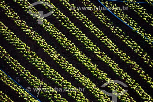 Lettuce plantation near to Serra dos Orgaos National Park  - Petropolis city - Rio de Janeiro state (RJ) - Brazil