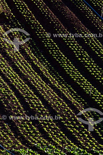  Lettuce plantation near to Serra dos Orgaos National Park  - Petropolis city - Rio de Janeiro state (RJ) - Brazil