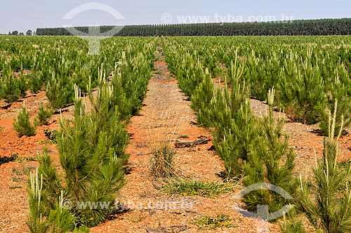  Plantation of pine  - Sacramento city - Minas Gerais state (MG) - Brazil