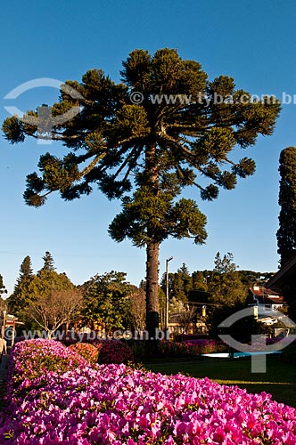  Azalea flowery with araucaria (Araucaria angustifolia) in the background  - Gramado city - Rio Grande do Sul state (RS) - Brazil