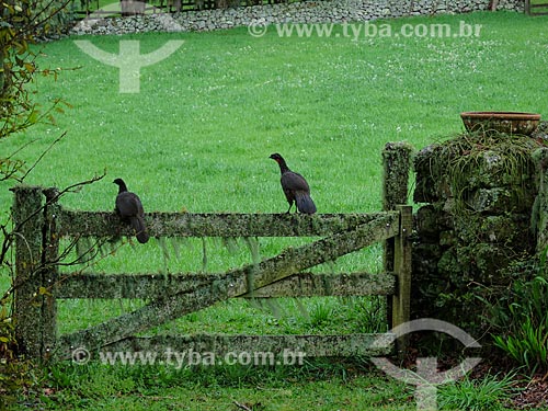  Dusky-legged guan (Penelope obscura) perched on the gate of the country home  - Sao Francisco de Paula city - Rio Grande do Sul state (RS) - Brazil