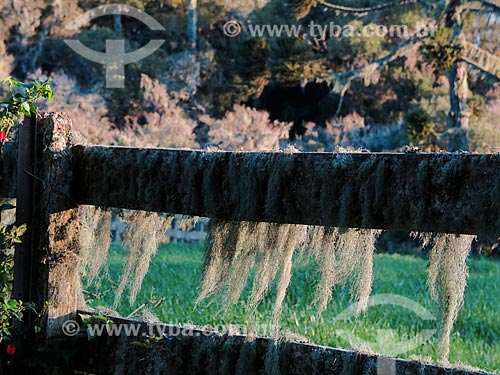  Fence covered by mosses  - Sao Francisco de Paula city - Rio Grande do Sul state (RS) - Brazil