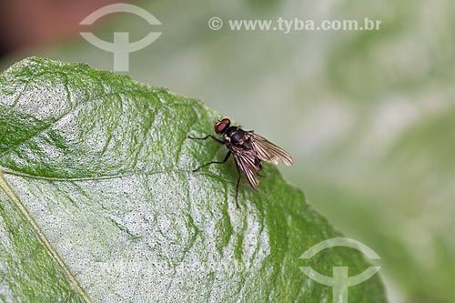  Detail of fly perched in a leaf  - Rio de Janeiro city - Rio de Janeiro state (RJ) - Brazil