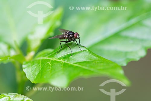  Detail of fly perched in a leaf  - Rio de Janeiro city - Rio de Janeiro state (RJ) - Brazil