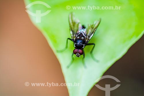  Detail of fly perched in a leaf  - Rio de Janeiro city - Rio de Janeiro state (RJ) - Brazil