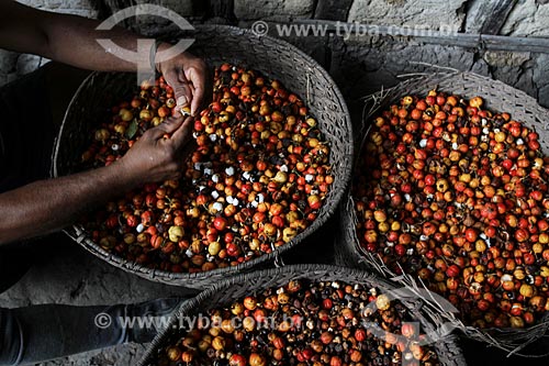  Processing of Guarana fruits (Paullinia cupana) harvested by the riverine  - Maues city - Amazonas state (AM) - Brazil