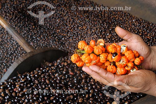  Roasting process of Guarana seeds (Paullinia cupana) - with hand holding a fruit bunchs harvested by the riverine  - Maues city - Amazonas state (AM) - Brazil