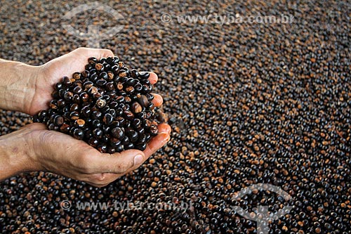  Roasting process of Guarana seeds (Paullinia cupana) harvested by the riverine  - Maues city - Amazonas state (AM) - Brazil