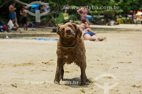  Dog - Abraaozinho Beach  - Angra dos Reis city - Rio de Janeiro state (RJ) - Brazil