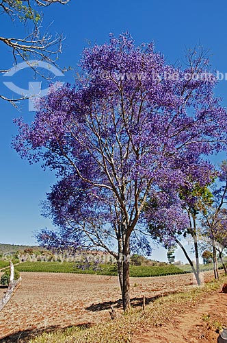  Handroanthus impetiginosus - road between Cambuquira and Tres Coracoes cities  - Cambuquira city - Minas Gerais state (MG) - Brazil