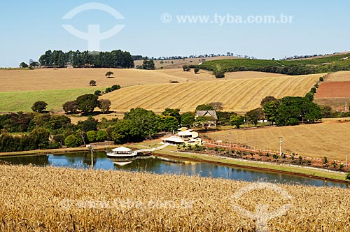  View of wheat plantation and farm in the background - road between Cambuquira and Tres Coracoes cities  - Cambuquira city - Minas Gerais state (MG) - Brazil