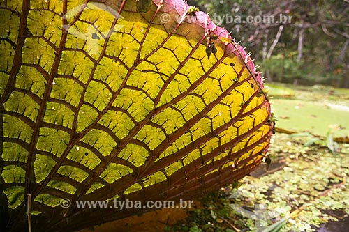  Detail of Victoria regia (Victoria amazonica) - also known as Amazon Water Lily or Giant Water Lily  - Manaus city - Amazonas state (AM) - Brazil