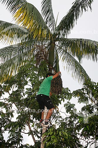  Man harvesting acai  - Manaus city - Amazonas state (AM) - Brazil