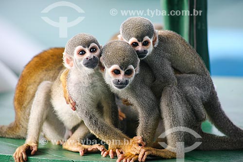  Group of Common squirrel monkey (Saimiri sciureus) near to Manaus  - Manaus city - Amazonas state (AM) - Brazil