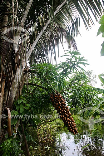  Bunch of Astrocaryum aculeatum fruit - also known as Tucuma - near to Manaus city  - Manaus city - Amazonas state (AM) - Brazil