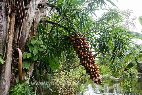  Bunch of Astrocaryum aculeatum fruit - also known as Tucuma - near to Manaus city  - Manaus city - Amazonas state (AM) - Brazil