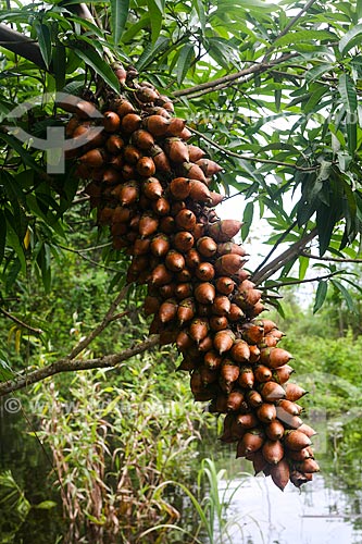  Bunch of Astrocaryum aculeatum fruit - also known as Tucuma - near to Manaus city  - Manaus city - Amazonas state (AM) - Brazil