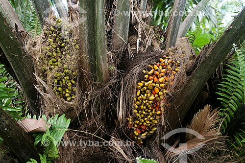  Astrocaryum aculeatum fruit - also known as Tucuma - near to Manaus city  - Manaus city - Amazonas state (AM) - Brazil