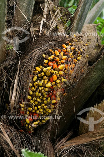  Astrocaryum aculeatum fruit - also known as Tucuma - near to Manaus city  - Manaus city - Amazonas state (AM) - Brazil