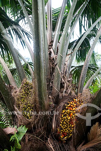  Astrocaryum aculeatum fruit - also known as Tucuma - near to Manaus city  - Manaus city - Amazonas state (AM) - Brazil