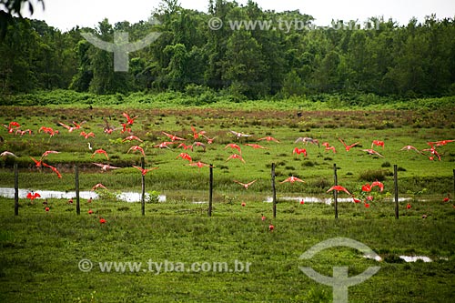  Scarlate ibis bunch (Eudocimus ruber)  - Soure city - Para state (PA) - Brazil