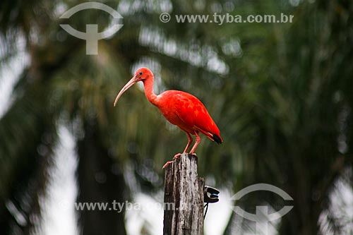  Detail of Scarlate ibis (Eudocimus ruber)  - Soure city - Para state (PA) - Brazil