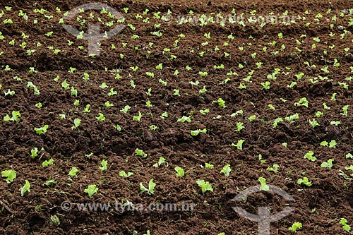  Kitchen garden - Vale das Palmeiras Farm  - Teresopolis city - Rio de Janeiro state (RJ) - Brazil