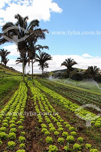  Kitchen garden - Vale das Palmeiras Farm  - Teresopolis city - Rio de Janeiro state (RJ) - Brazil