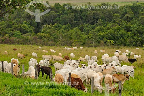  Herd grazing  - Jatai city - Goias state (GO) - Brazil