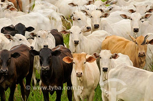  Herd grazing  - Jatai city - Goias state (GO) - Brazil