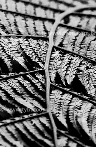  Detail of fern leaf  - Teresopolis city - Rio de Janeiro state (RJ) - Brazil