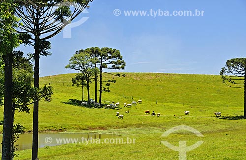  Graze with cattle and Araucaria (Araucaria angustifolia) near to Pinheiro Preto city  - Pinheiro Preto city - Santa Catarina state (SC) - Brazil