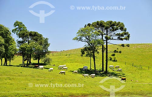  Graze with cattle and Araucaria (Araucaria angustifolia) near to Pinheiro Preto city  - Pinheiro Preto city - Santa Catarina state (SC) - Brazil