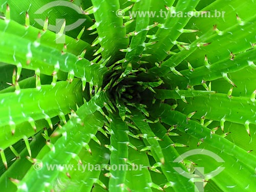  Detail of Gravata plant  - Sao Francisco de Paula city - Rio Grande do Sul state (RS) - Brazil