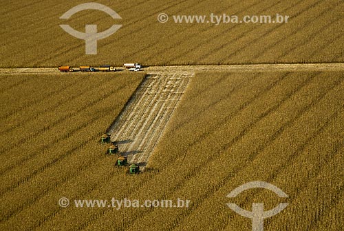  Corn harvest  - Costa Rica city - Mato Grosso do Sul state (MS) - Brazil