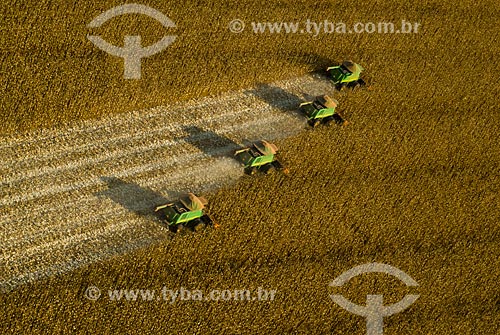  Corn harvest  - Costa Rica city - Mato Grosso do Sul state (MS) - Brazil