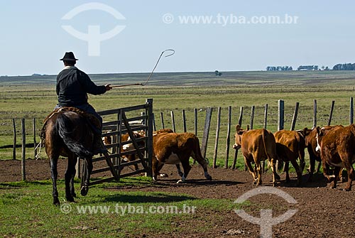  Hereford cattle farm in Uruguay  - Masoller District - Rivera Department - Uruguay