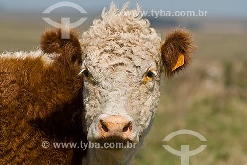  Hereford cattle farm in Uruguay  - Masoller District - Rivera Department - Uruguay