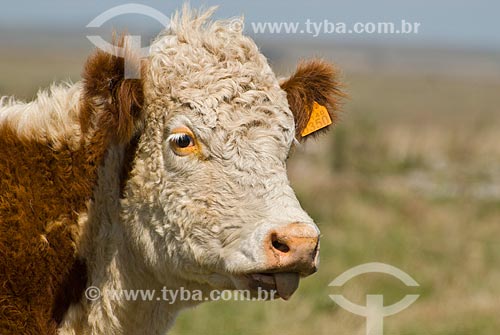  Hereford cattle farm in Uruguay  - Masoller District - Rivera Department - Uruguay