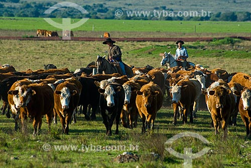  Hereford cattle farm in Uruguay  - Masoller District - Rivera Department - Uruguay