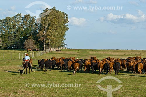  Hereford cattle farm in Uruguay  - Masoller District - Rivera Department - Uruguay