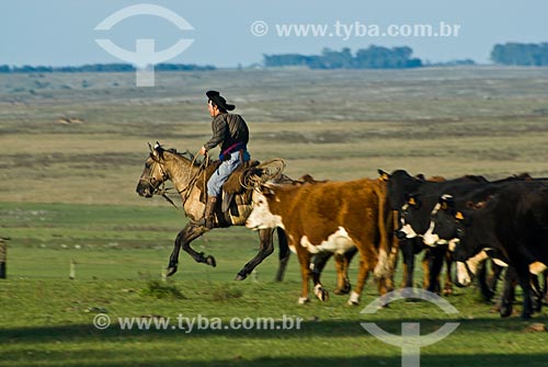  Hereford cattle farm in Uruguay  - Masoller District - Rivera Department - Uruguay