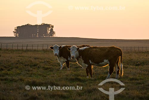  Hereford cattle farm in Uruguay  - Masoller District - Rivera Department - Uruguay