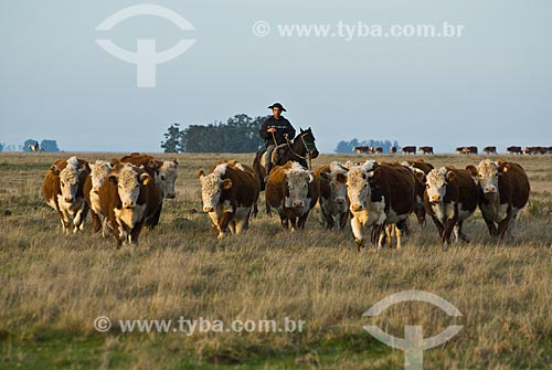  Hereford cattle farm in Uruguay  - Masoller District - Rivera Department - Uruguay